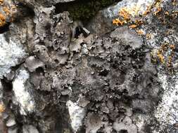 Image of Moulins' silverskin lichen