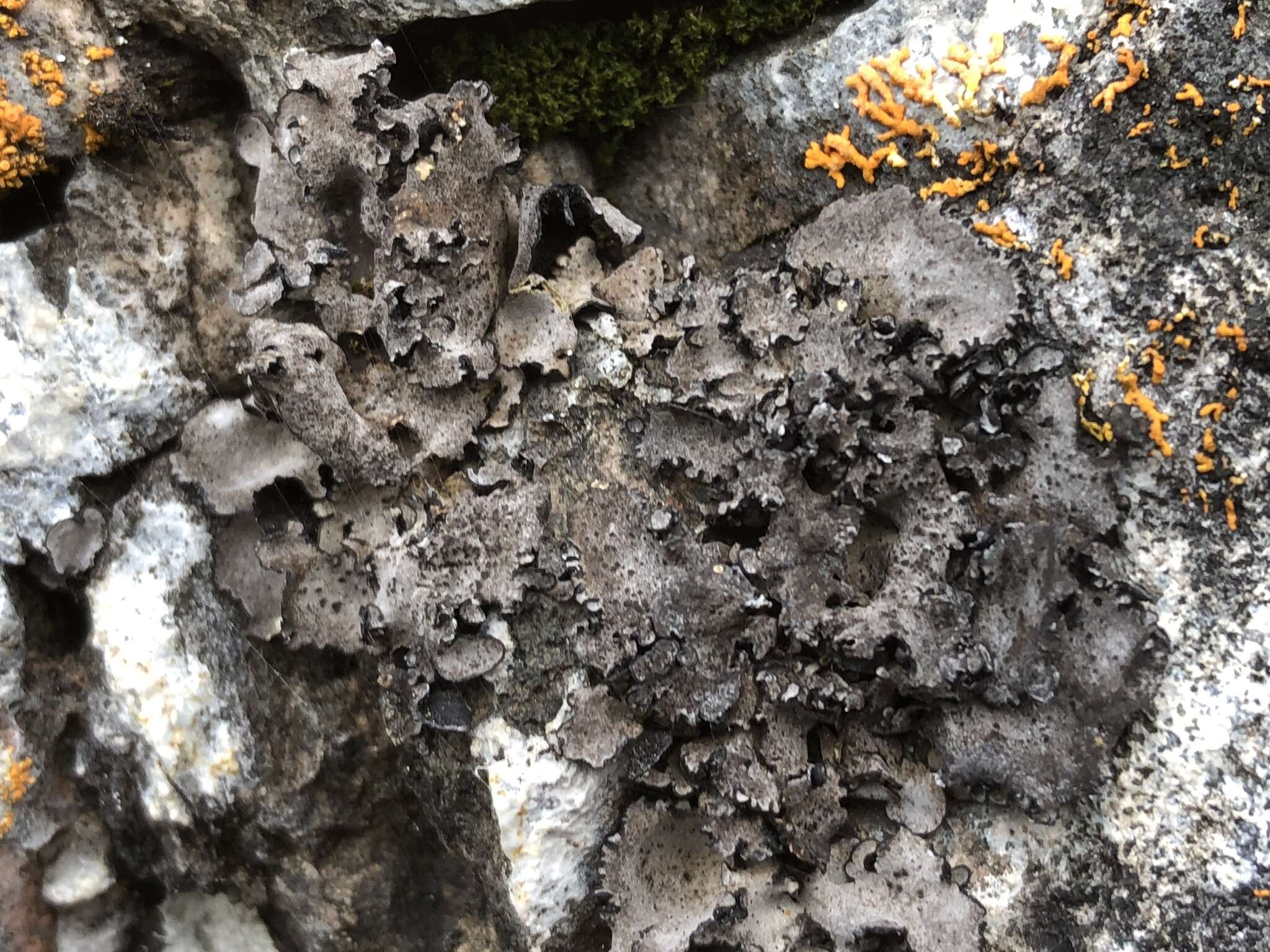 Image of Moulins' silverskin lichen