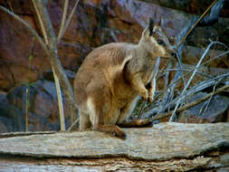 Image of Black-flanked Rock Wallaby