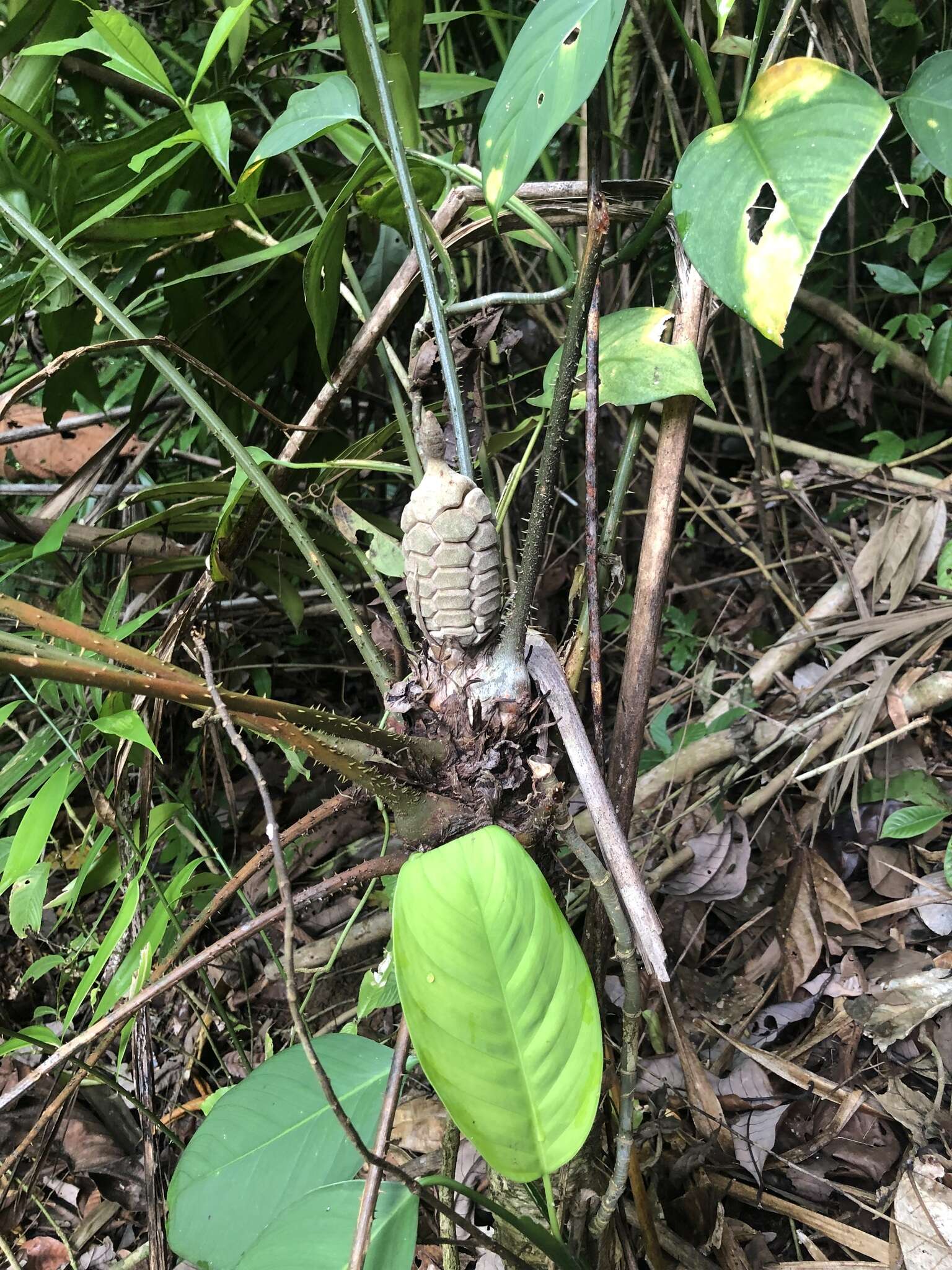 Image of Zamia fairchildiana L. D. Gómez