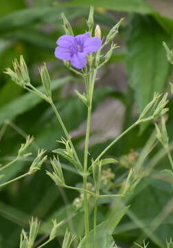 صورة Ruellia nudiflora var. runyonii (Tharp & Barkley) B. L. Turner