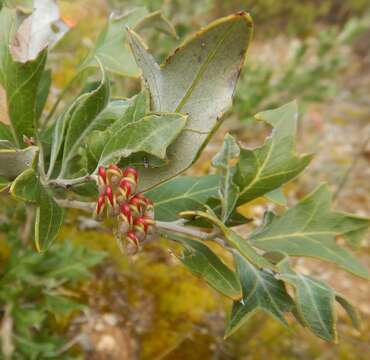 Image of Grevillea ilicifolia (R. Br.) R. Br.