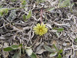 Image of Taraxacum hyparcticum var. schamurinii B. A. Yurtsev