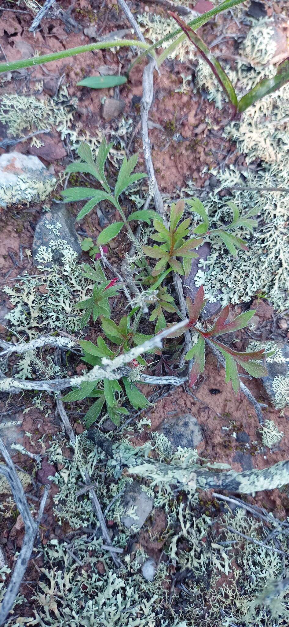 Image of Pelargonium fissifolium (Andr.) Pers.