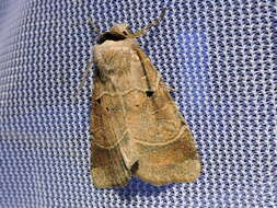 Image of Pale-banded Dart