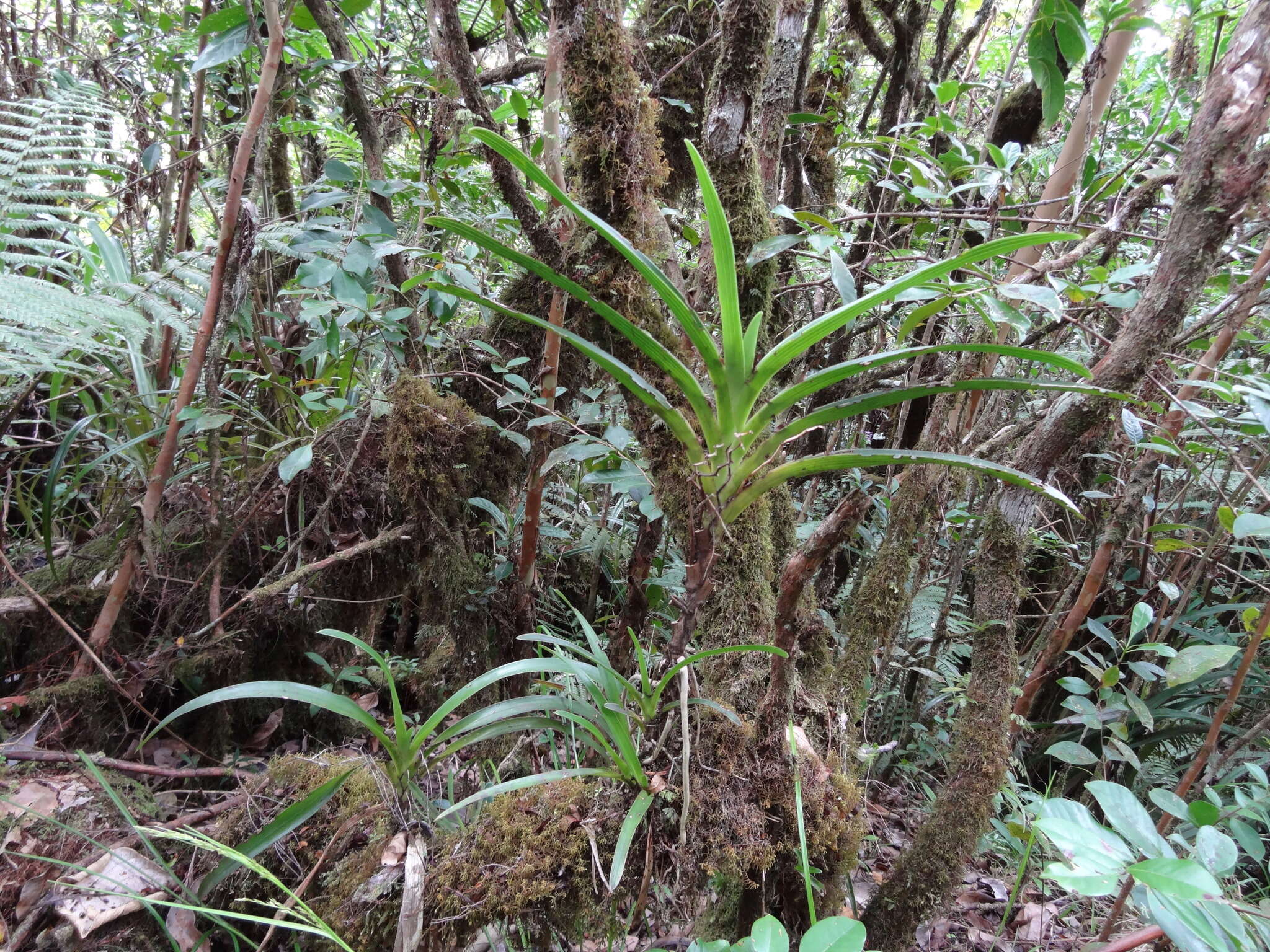 Image de Angraecum striatum Thouars