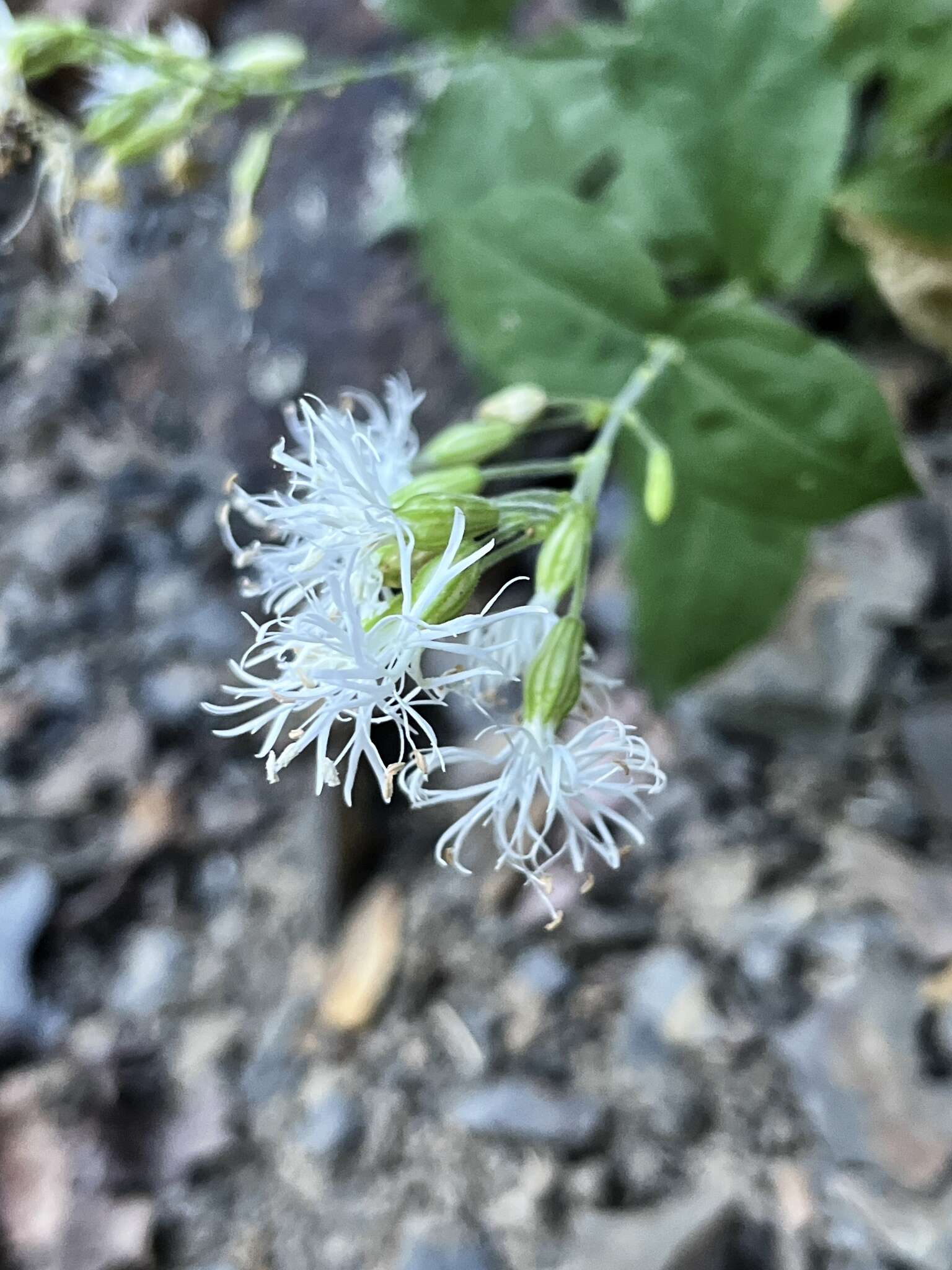 Image of Blue Ridge catchfly