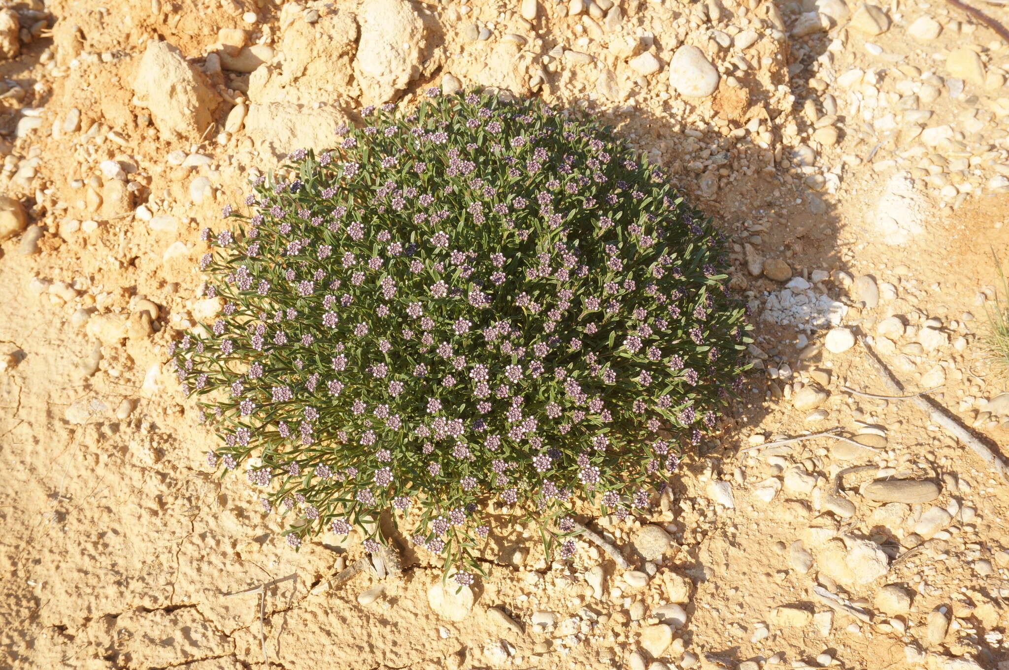 Plancia ëd Iberis simplex DC.