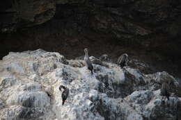 Image of Phalacrocorax punctatus punctatus (Sparrman 1786)