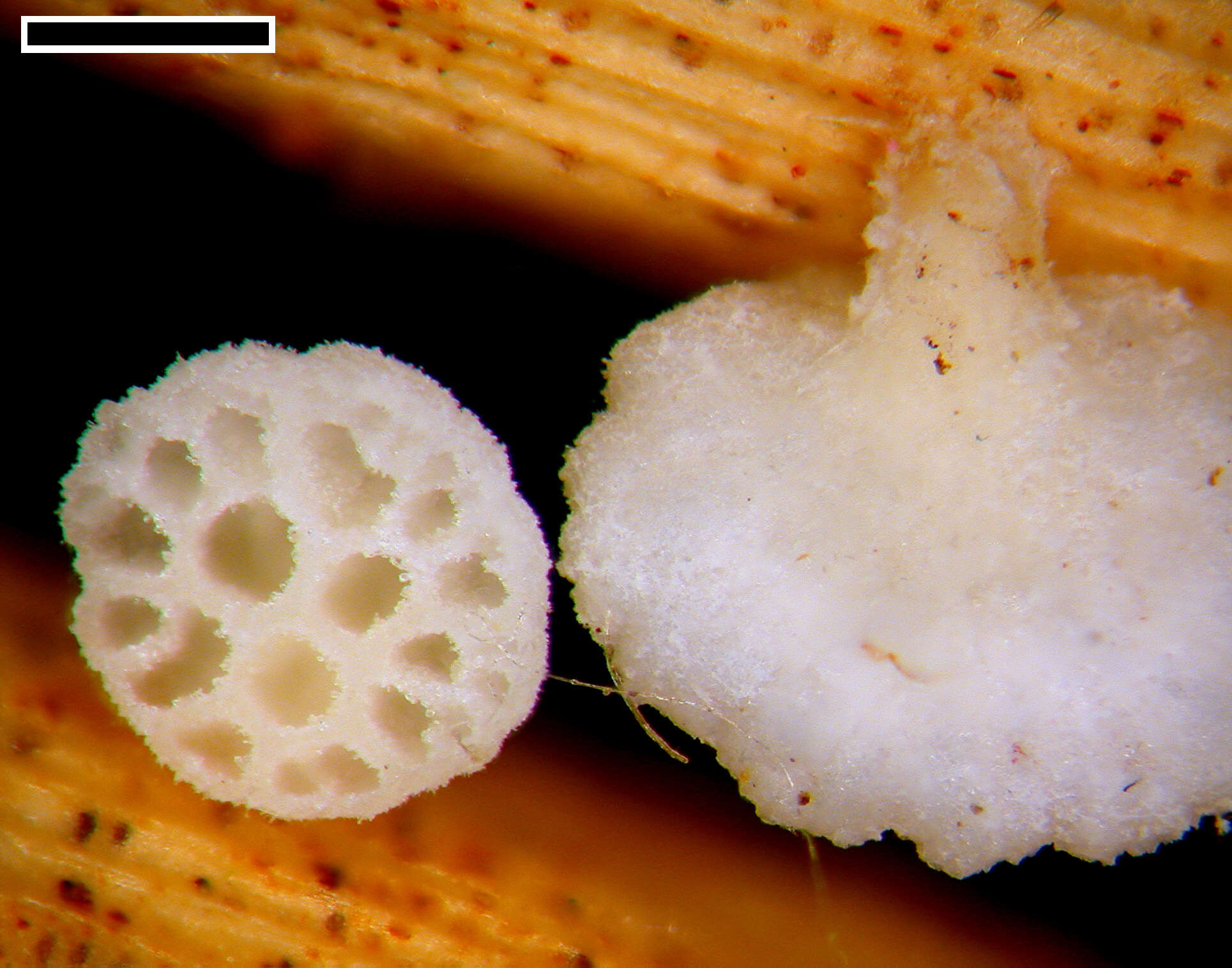 Plancia ëd Panellus minimus (Jungh.) P. R. Johnst. & Moncalvo 2006