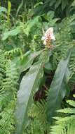 Image of Alpinia pricei Hayata