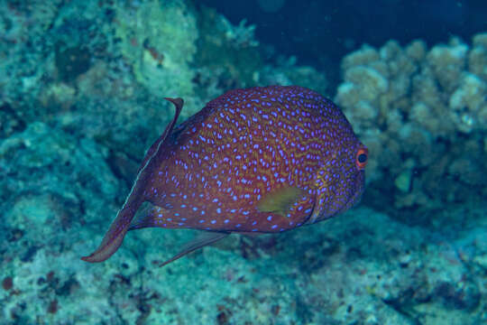 Image of Lunar-tailed Grouper