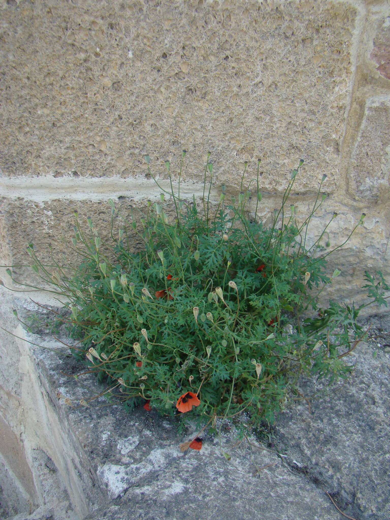 Image of Papaver arenarium M. Bieb.