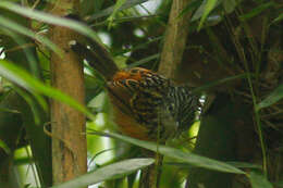 Image of Streak-headed Antbird