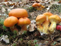 Image of Suillus grevillei (Klotzsch) Singer 1945