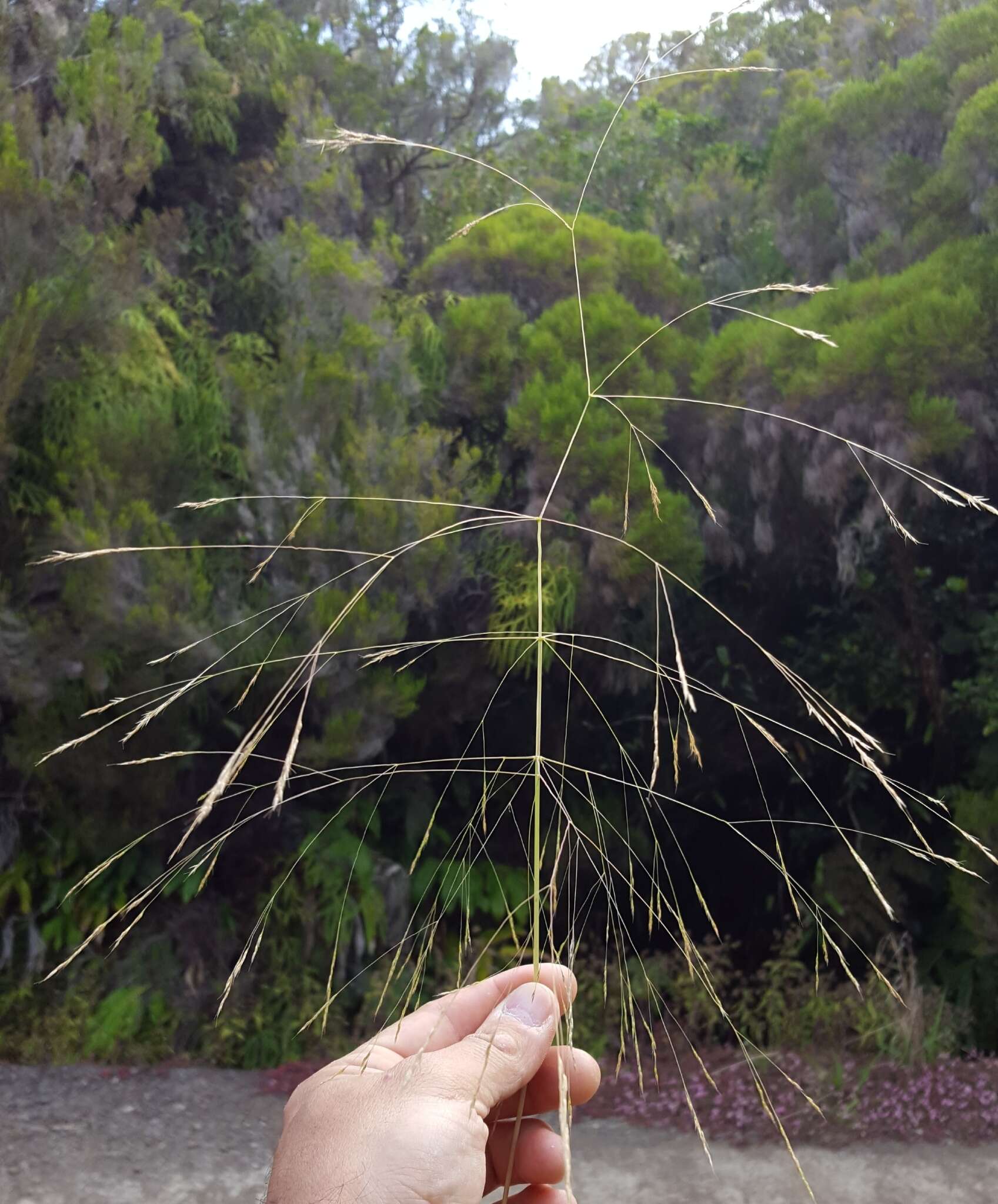 Image of Common Blown Grass