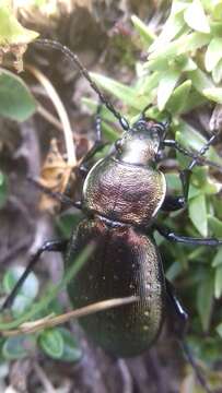 Image of Carabus (Orinocarabus) sylvestris Panzer 1793