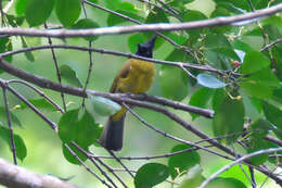 Image of Black-crested Bulbul