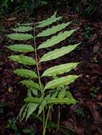 Imagem de Matayba oppositifolia (A. Rich.) Britton