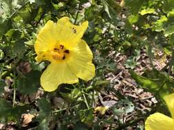 Image of (=Native yellow hibiscus) ma`o hau hele
