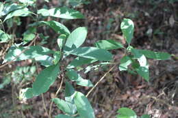 Image of Psychotria asiatica L.