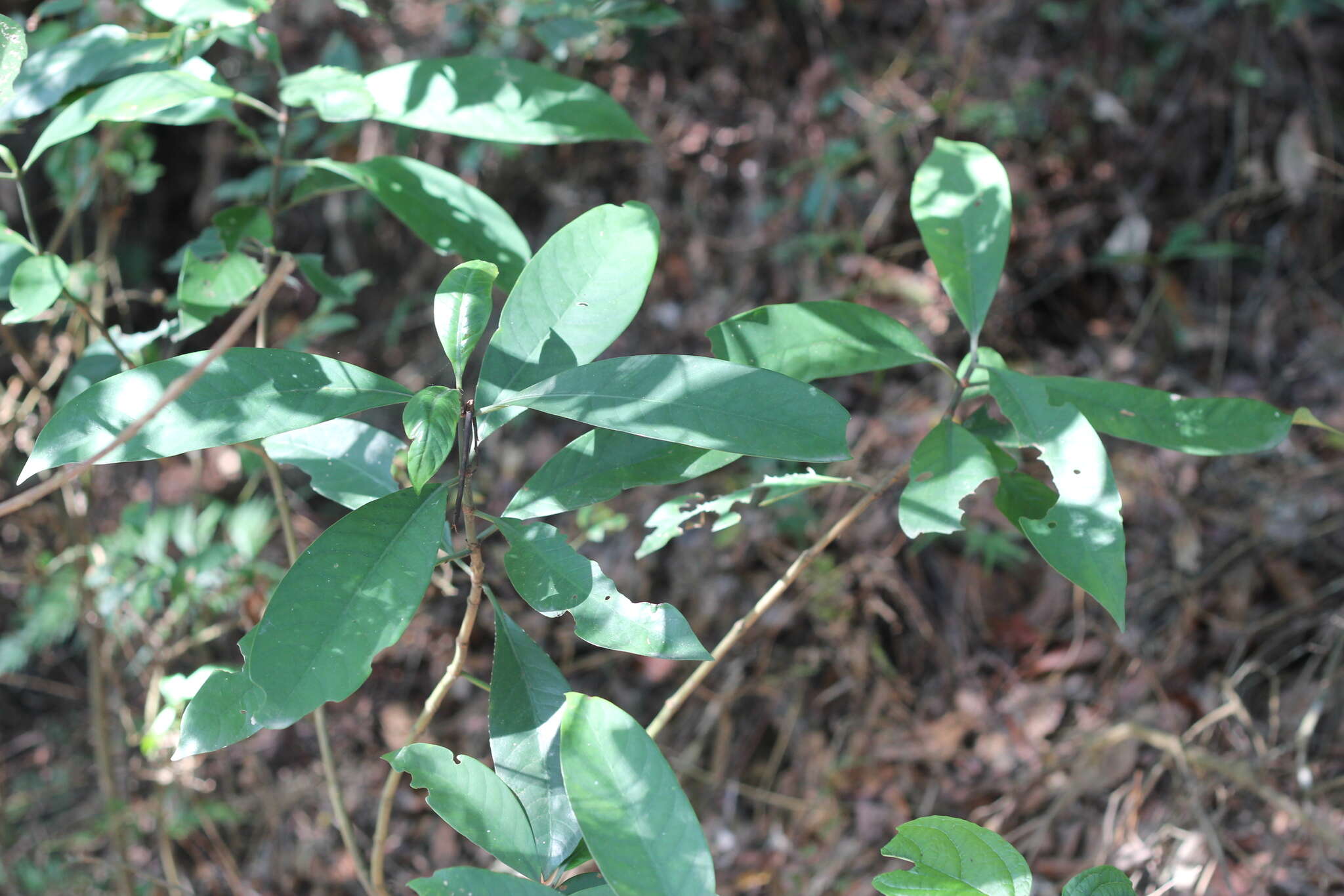 Image of Psychotria asiatica L.