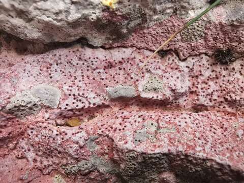 Image of wart lichen