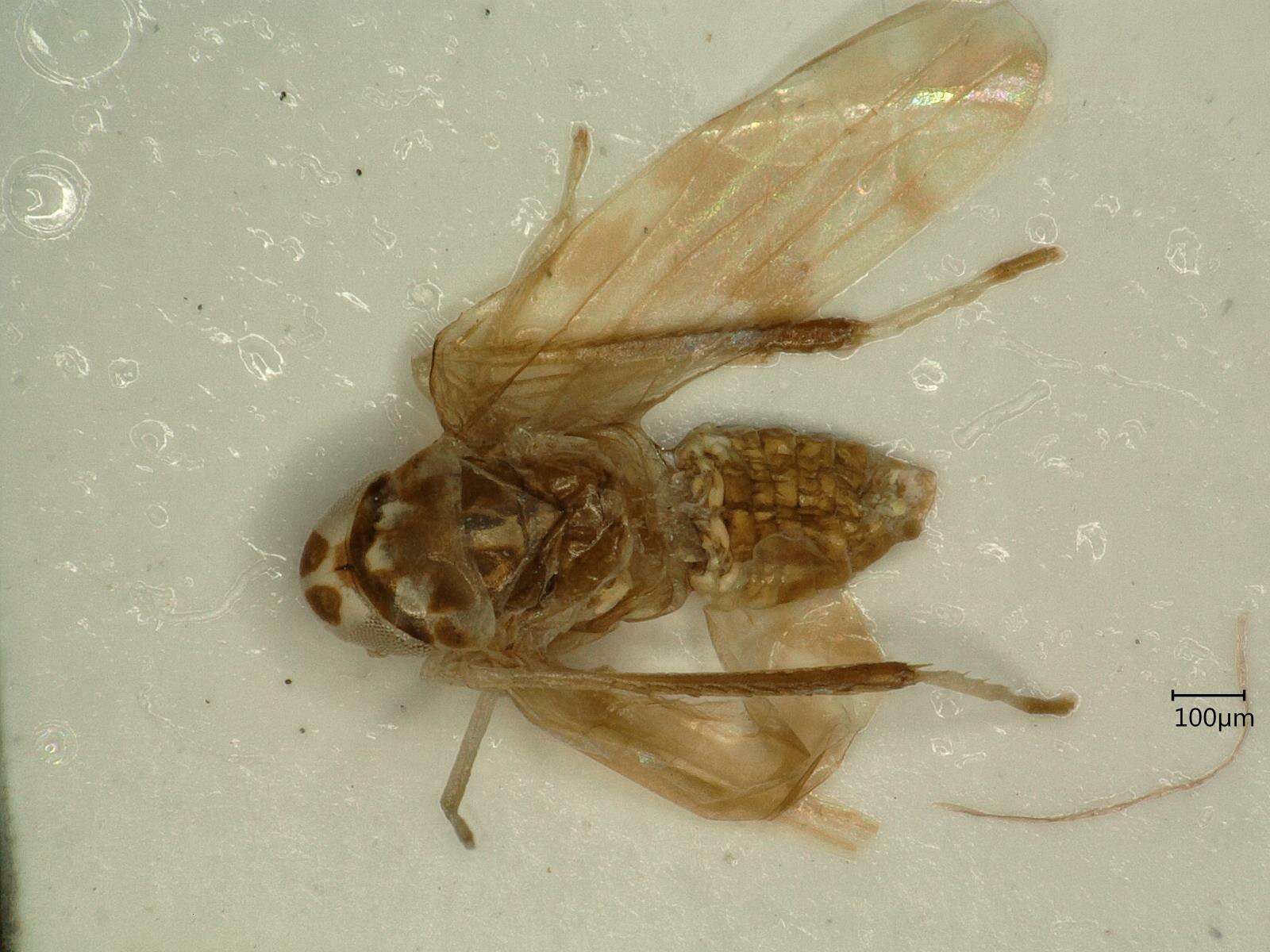 Image of Eupteryx (Eupteryx) calcarata Ossiannilsson 1936