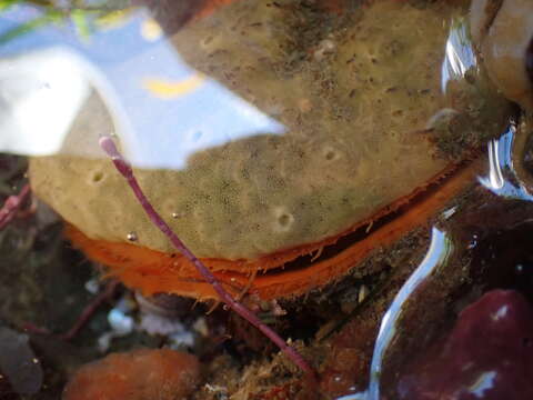Image of Purple scallop sponge
