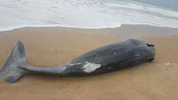 Image of True's Beaked Whale