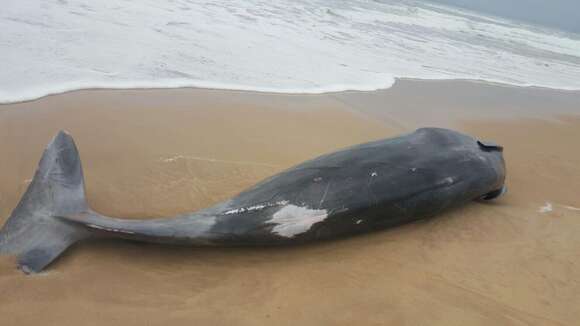 Image of True's Beaked Whale