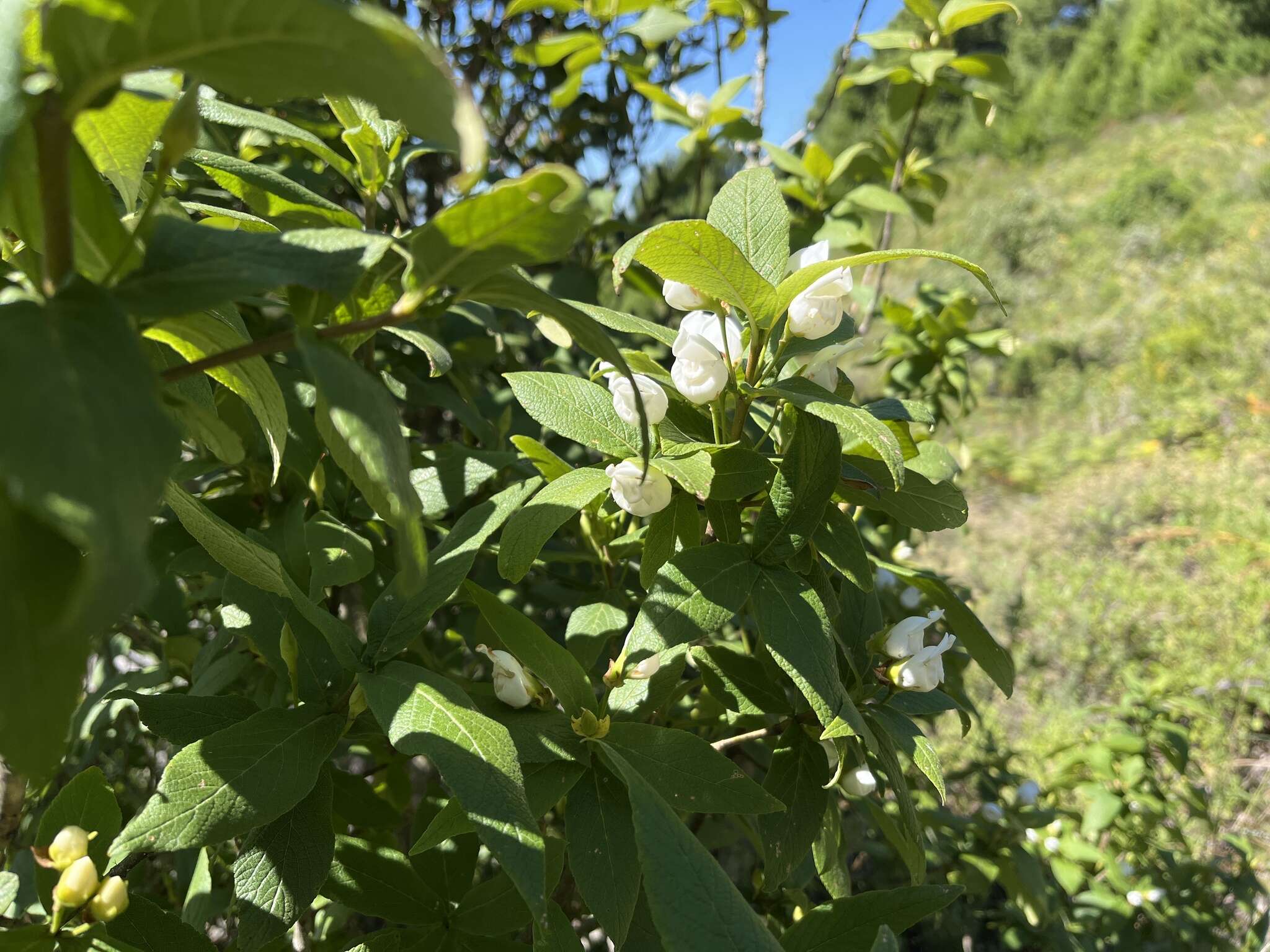 Image of Bowkeria verticillata (Eckl. & Zeyh.) Druce