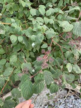 Слика од Cornus slavinii Rehder