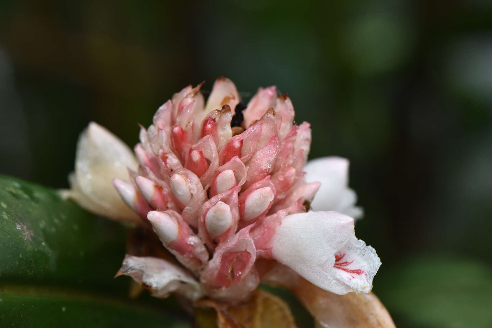 Image of Alpinia sessiliflora Kitam.