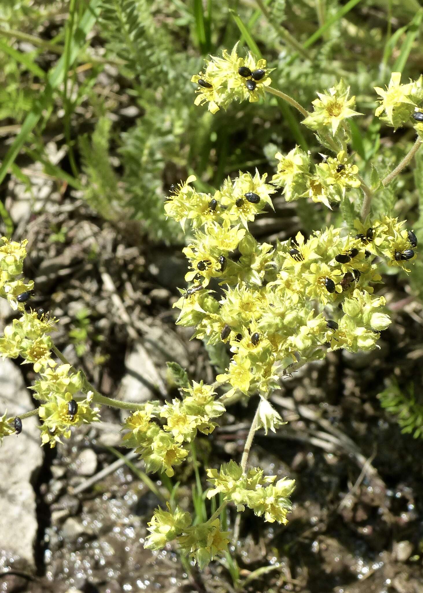 Image de Ivesia gordonii (Hook.) Torr. & Gray