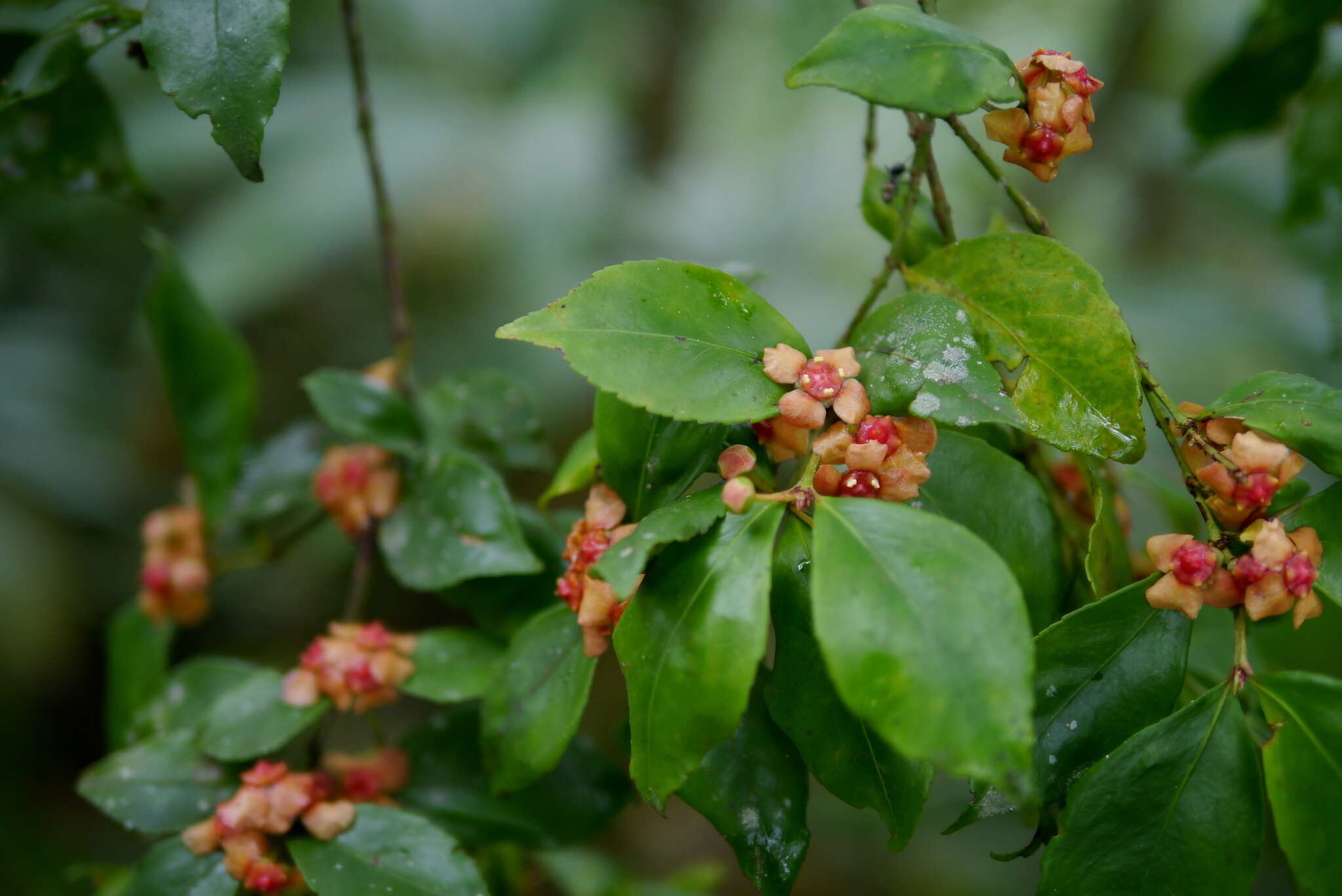 Image of Euonymus tashiroi Maxim.