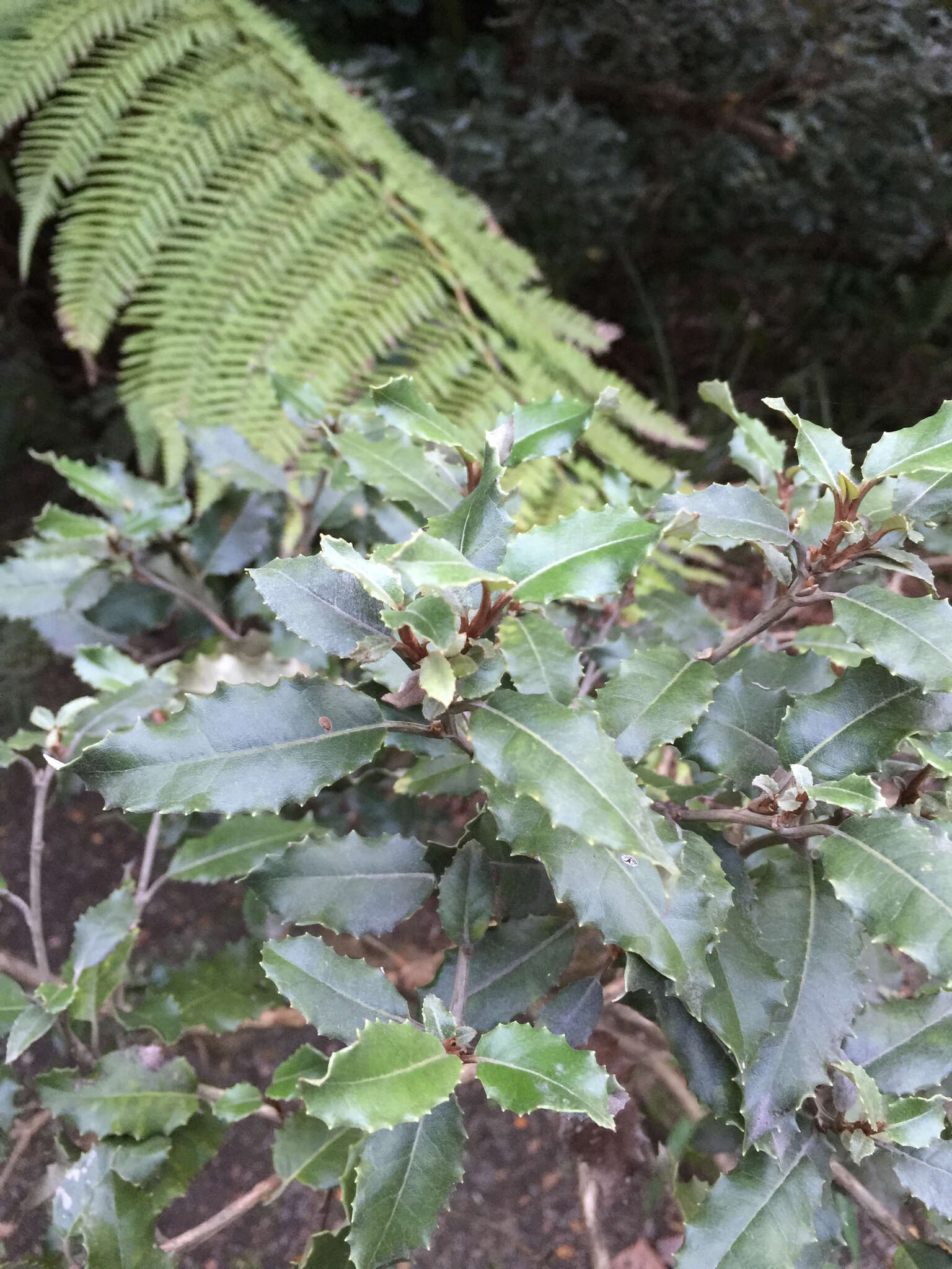 Imagem de Olearia macrodonta Baker