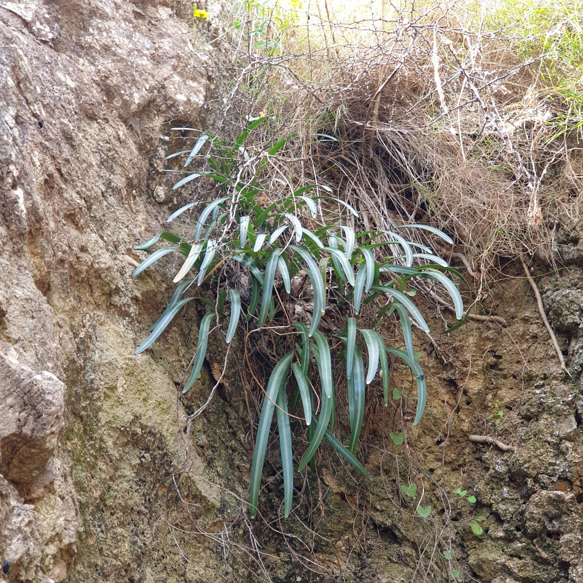 Image of Lapiedra martinezii Lag.