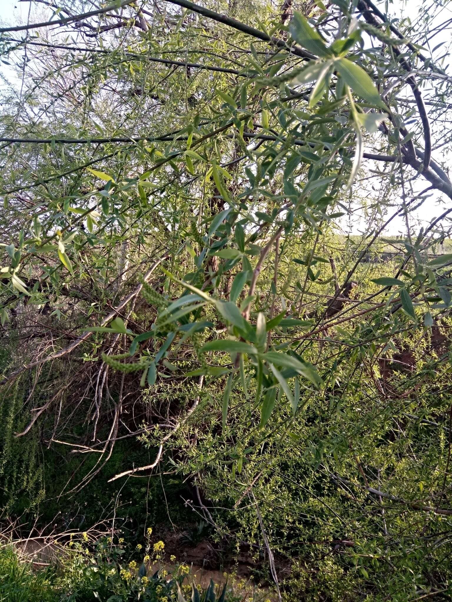 Image of Salix alba subsp. alba