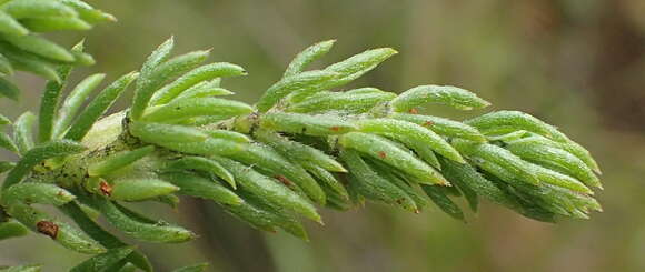 Image of Aspalathus asparagoides subsp. asparagoides