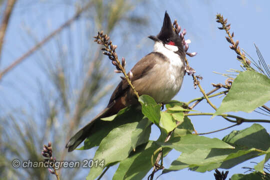 Image of Red-whiskered Bulbul