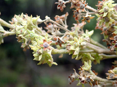 Imagem de Pomaderris apetala subsp. maritima N. G. Walsh & F. Coates