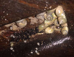 Image of Littoraria flava (P. P. King 1832)