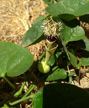 Image de Aristolochia chiquitensis Duch.