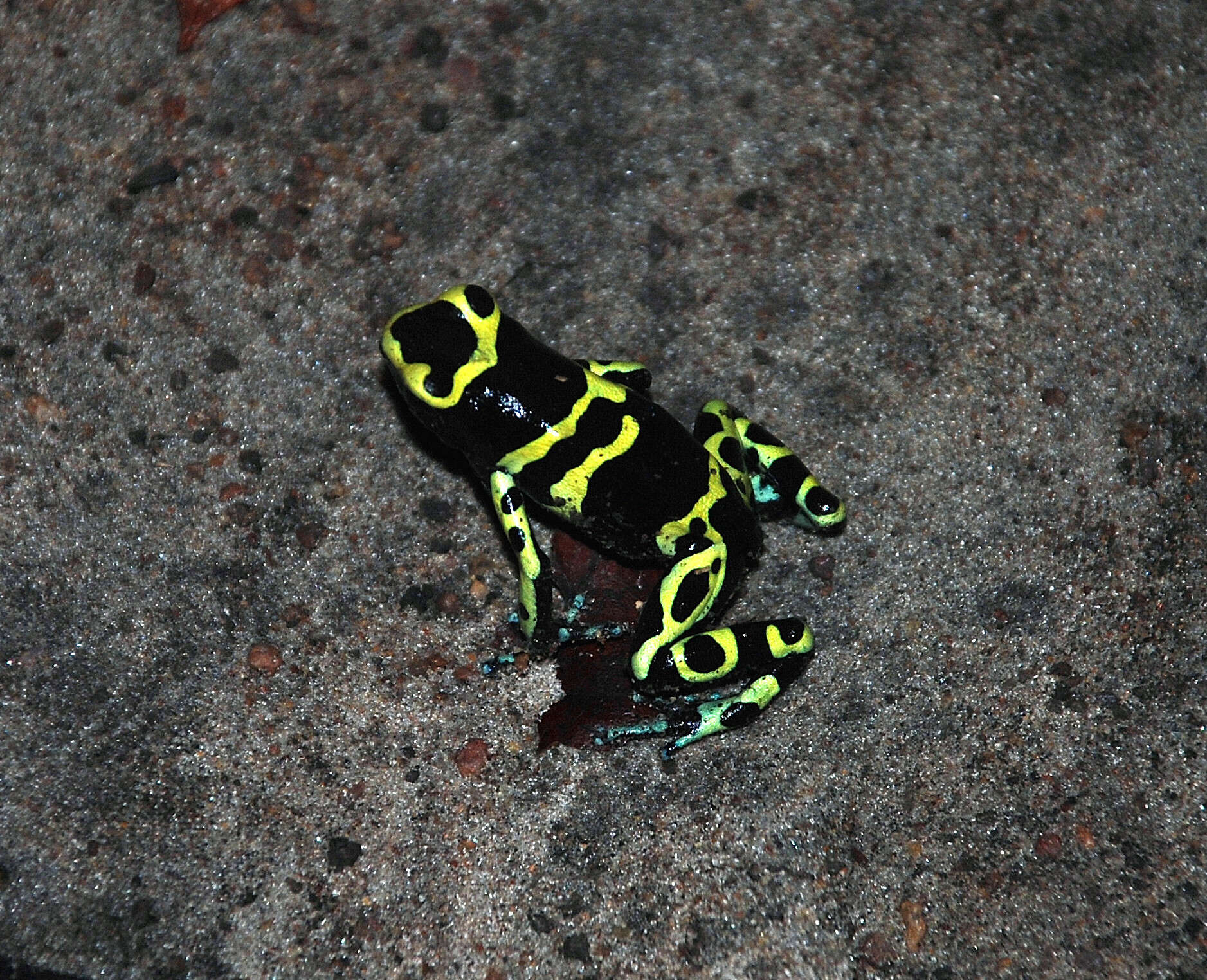 Image of Yellow-headed Poison Frog
