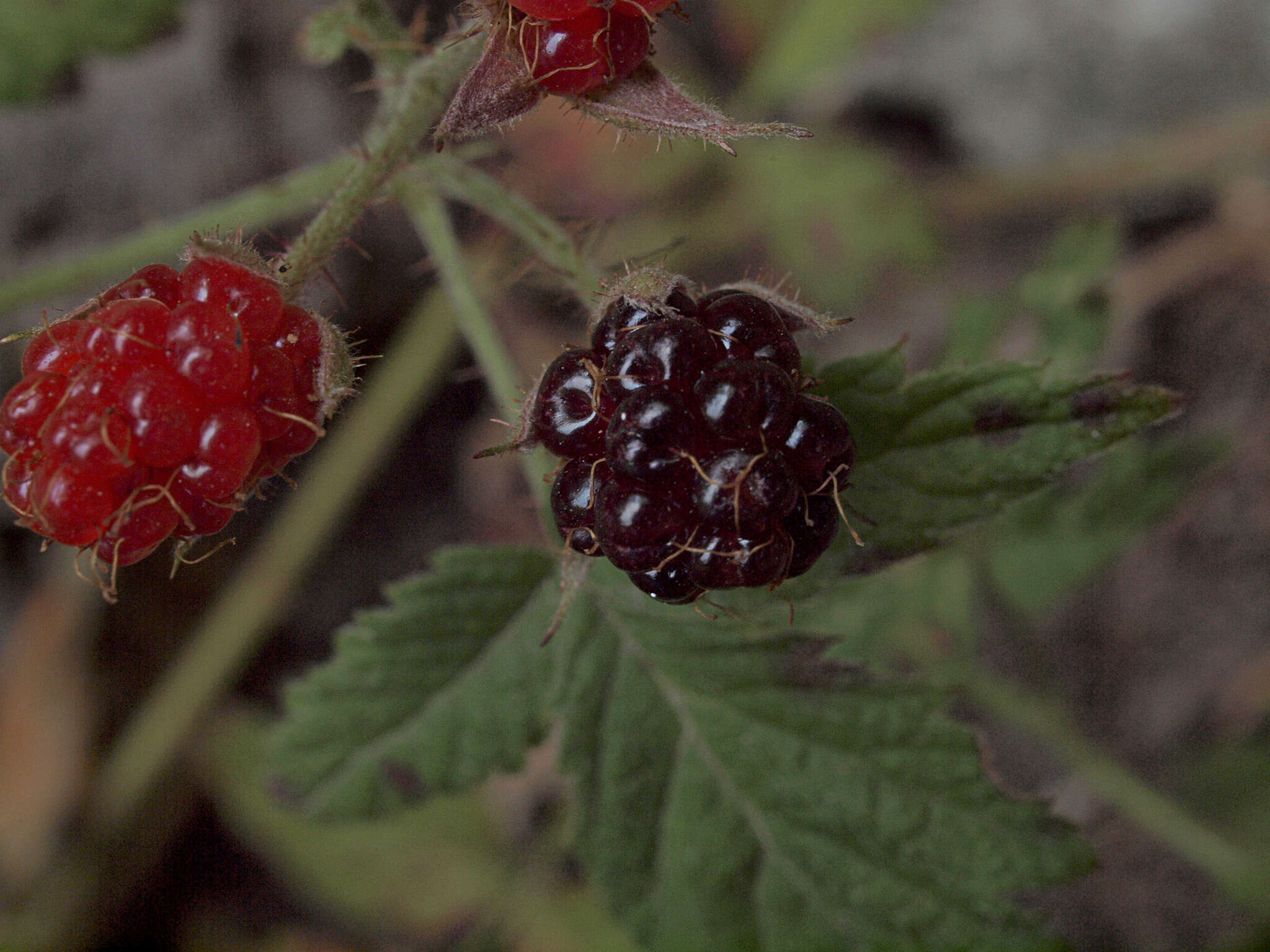 Rubus ursinus subsp. macropetalus (Dougl. ex Hook.) Taylor & Mac Bryde的圖片