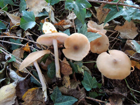 Image of Entoloma sericatum (Britzelm.) Sacc. 1895