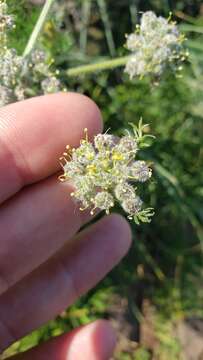 Image de Lomatium dasycarpum subsp. tomentosum (Benth.) Theob.