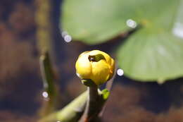 Imagem de Tropidia calcarata Williston 1887