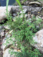 Image of Narrow-Leaf Paleseed